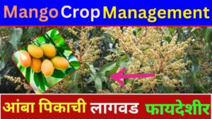 mango crop management 2025