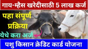 गाय-म्हैस खरदेसाठी 5 लाख कर्ज