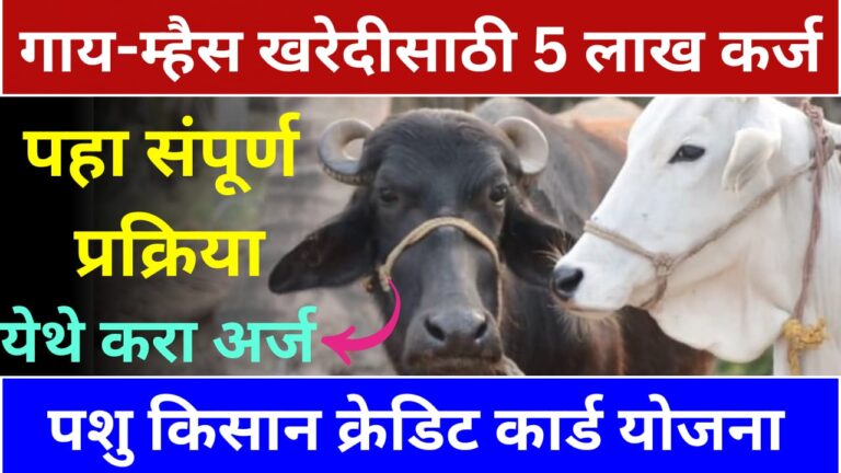 गाय-म्हैस खरदेसाठी 5 लाख कर्ज